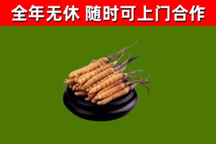 襄垣回收散虫草